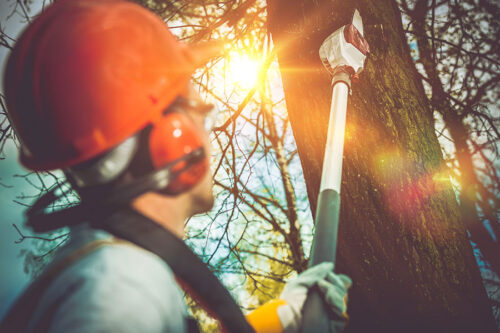 man in hard hat using tool to remove tree branches windsor co