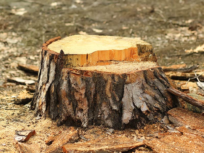 stump after tree removal windsor co