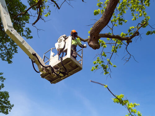 worker in bucket trimming tree windsor co