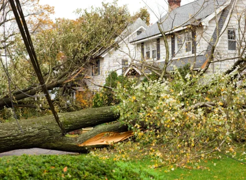 storm damage needed for cleanup